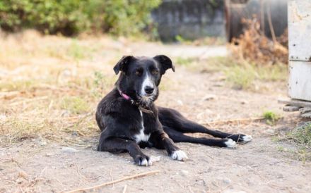 Dora sucht sehnsüchtig ihr eigenes Zuhause