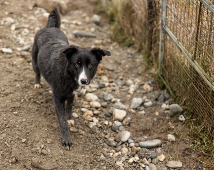 Dora sucht sehnsüchtig ihr eigenes Zuhause