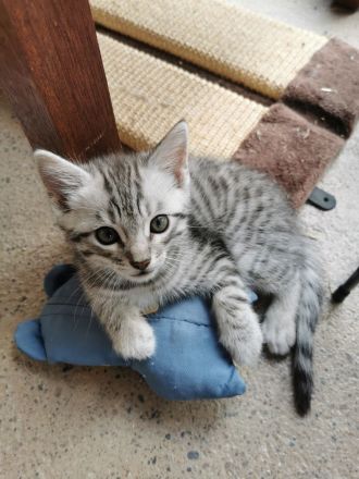 Wunderschöne reinrassige Bengalen