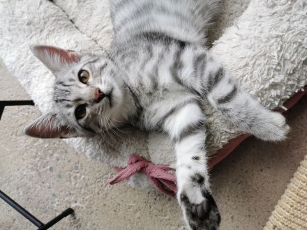 Wunderschöne reinrassige Bengalen