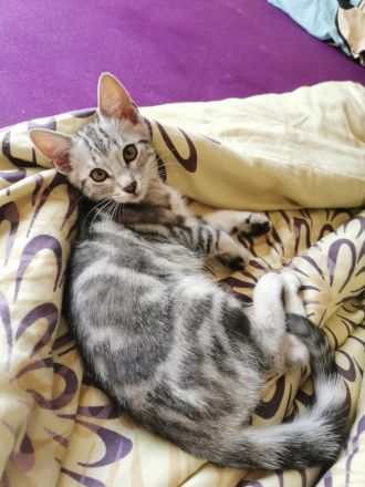 Wunderschöne reinrassige Bengalen