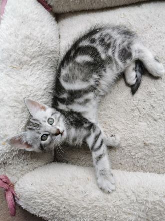 Wunderschöne reinrassige Bengalen