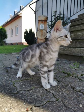 Wunderschöne reinrassige Bengalen