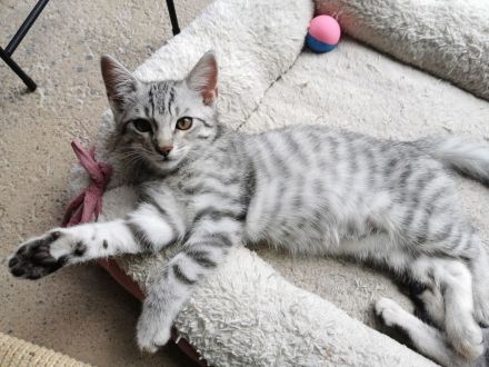 Wunderschöne reinrassige Bengalen