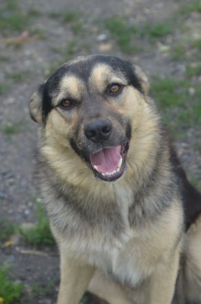 MYRKO - lustiger Hundebub sucht eine Familie