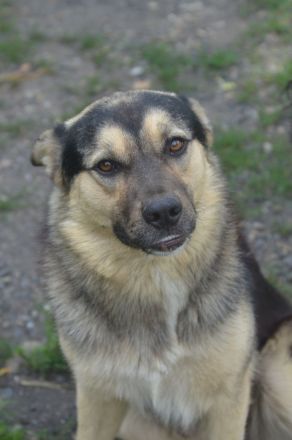 MYRKO - lustiger Hundebub sucht eine Familie