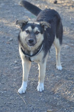 MYRKO - lustiger Hundebub sucht eine Familie