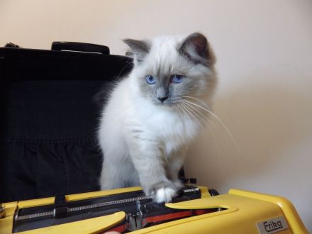 Ragdoll-Katze mit Lady-Gaga-Stammbaum! Zu verkaufen oder buchbar!