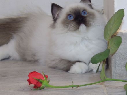 Ragdoll-Katze mit Lady-Gaga-Stammbaum! Zu verkaufen oder buchbar!