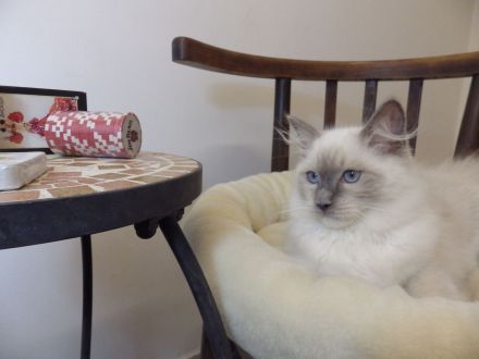 Ragdoll-Katze mit Lady-Gaga-Stammbaum! Zu verkaufen oder buchbar!