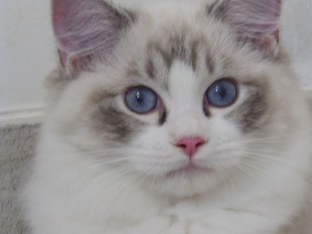 Ragdoll-Katze mit Lady-Gaga-Stammbaum! Zu verkaufen oder buchbar!