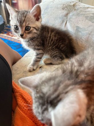 BHK Kitten Geimpft und Untersucht