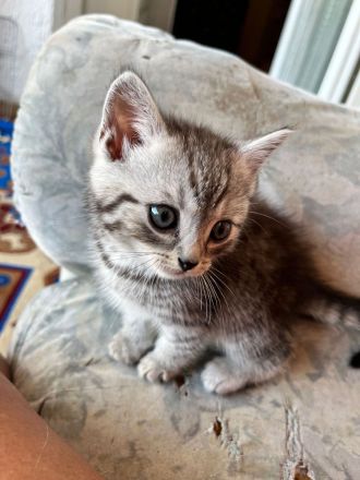 BHK Kitten Geimpft und Untersucht