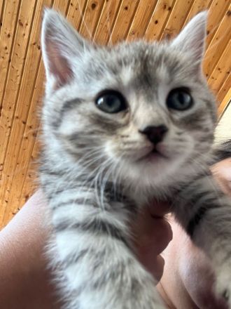 BHK Kitten Geimpft und Untersucht