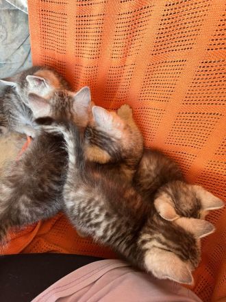 BHK Kitten Geimpft und Untersucht