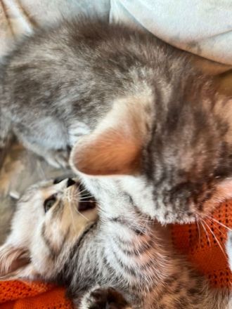 BHK Kitten Geimpft und Untersucht