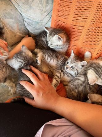 BHK Kitten Geimpft und Untersucht