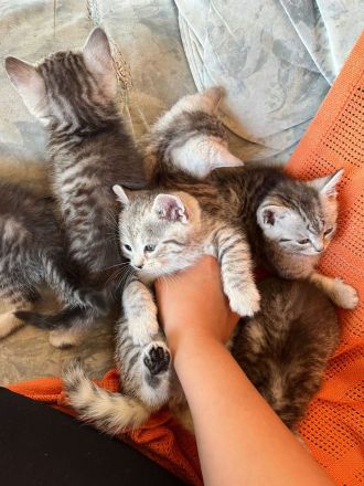 BHK Kitten Geimpft und Untersucht