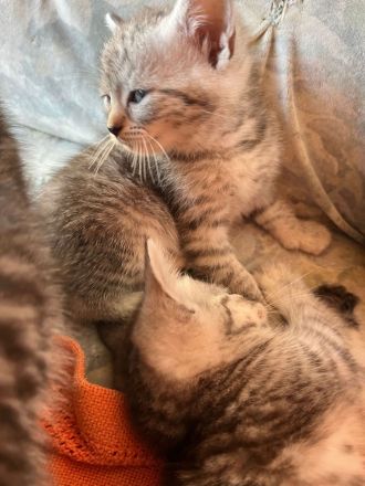 BHK Kitten Geimpft und Untersucht