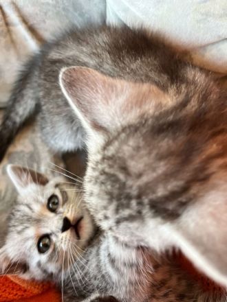 BHK Kitten Geimpft und Untersucht