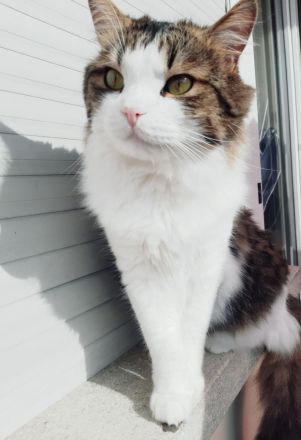 Hauskatze Simba sucht eine neue Familie