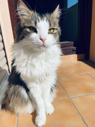 Hauskatze Simba sucht eine neue Familie