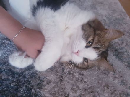 Hauskatze Simba sucht eine neue Familie