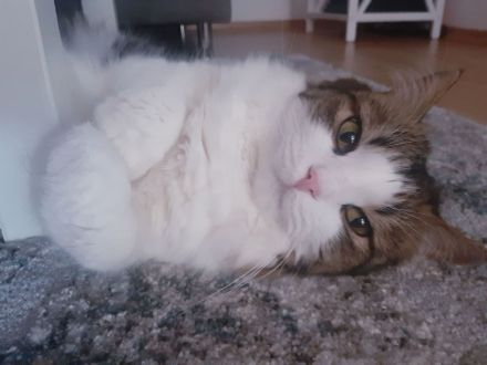 Hauskatze Simba sucht eine neue Familie