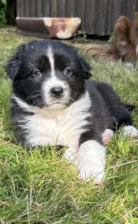 Australian Shepherd Welpen mit ASCA Papieren