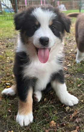 Australian Shepherd Welpen mit ASCA Papieren