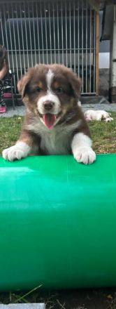 Australian Shepherd Welpen mit ASCA Papieren