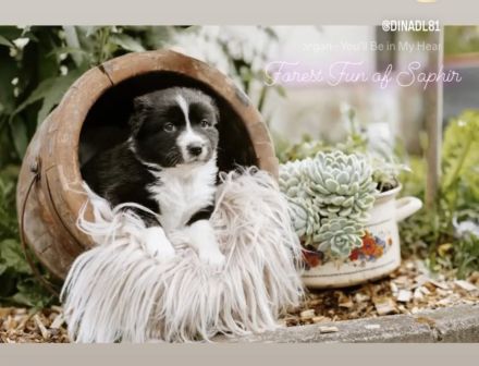 Australian Shepherd Welpen mit ASCA Papieren