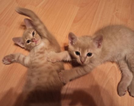 Katzenbabys RB/BKH Mix