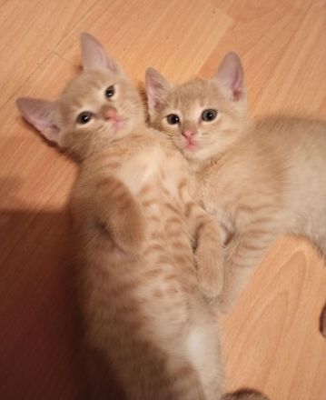 Katzenbabys RB/BKH Mix