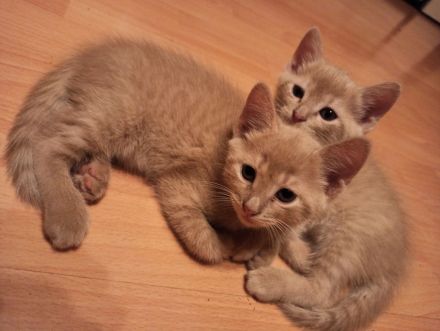 Katzenbabys RB/BKH Mix