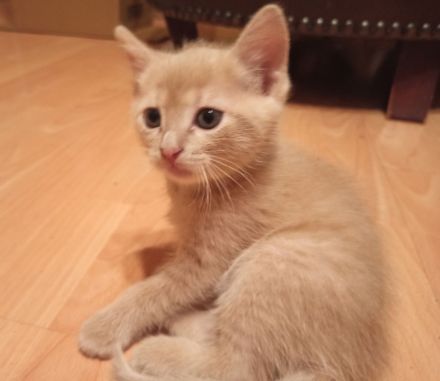 Katzenbabys RB/BKH Mix