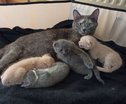 Katzenbabys RB/BKH Mix