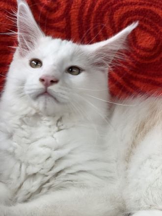 Maine Coon kitten, Kater/ Katze, geimpft, gechipt, entwurmt , 28.4.23