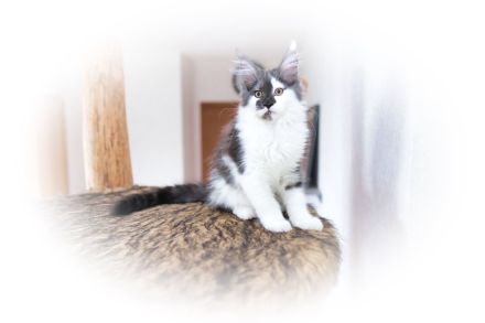 Maine Coon kitten, Kater/ Katze, geimpft, gechipt, entwurmt , 28.4.23
