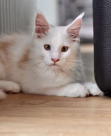 Maine Coon kitten, Kater/ Katze, geimpft, gechipt, entwurmt , 28.4.23
