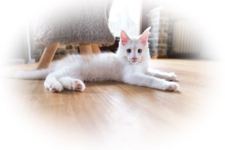 Maine Coon kitten, Kater/ Katze, geimpft, gechipt, entwurmt , 28.4.23