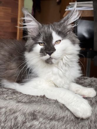 Maine Coon kitten, Kater/ Katze, geimpft, gechipt, entwurmt , 28.4.23