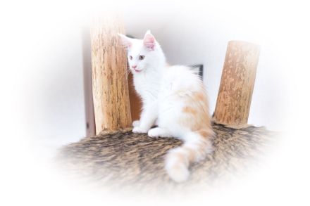 Maine Coon kitten, Kater/ Katze, geimpft, gechipt, entwurmt , 28.4.23