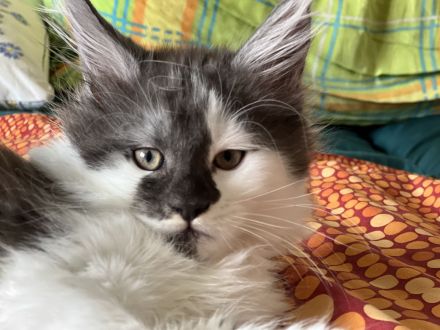 Maine Coon kitten, Kater/ Katze, geimpft, gechipt, entwurmt , 28.4.23