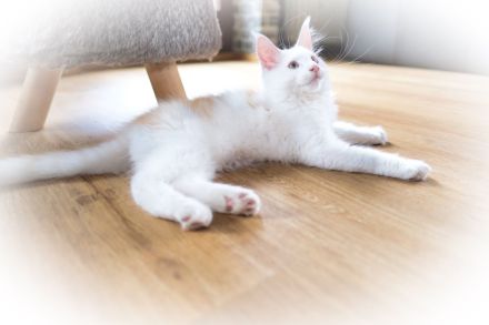 Maine Coon kitten, Kater/ Katze, geimpft, gechipt, entwurmt , 28.4.23