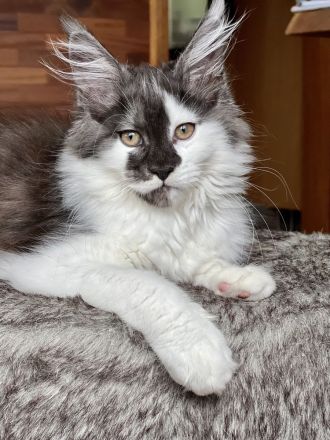 Maine Coon kitten, Kater/ Katze, geimpft, gechipt, entwurmt , 28.4.23