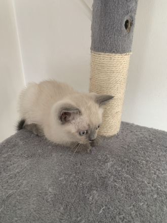 BKH Kitten
