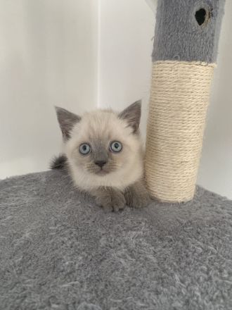BKH Kitten