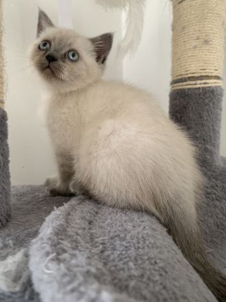 BKH Kitten