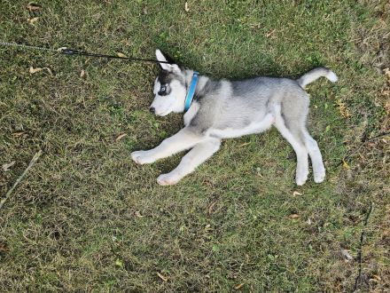 Husky Siberian Sasha